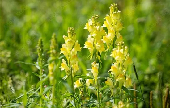 Gewöhnliches Leinkraut - Linaria vulgaris