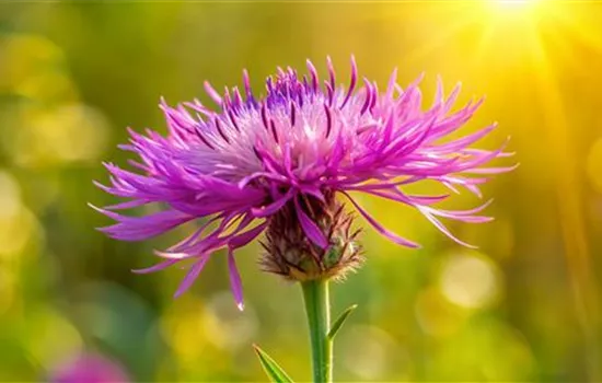 Wiesen-Flockenblume - Centaurea jacea Wiesen-Flockenblume - Centaurea jacea