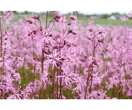 Kuckucks-Lichtnelke - Lychnis flos-cuculi Kuckucks-Lichtnelke - Lychnis flos-cuculi