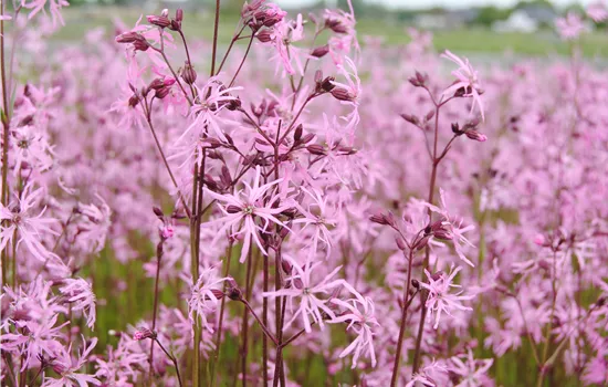 Kuckucks-Lichtnelke - Lychnis flos-cuculi