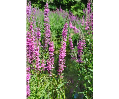 Gewöhnlicher Blutweiderich - Lythrum salicaria Gewöhnlicher Blutweiderich - Lythrum salicaria