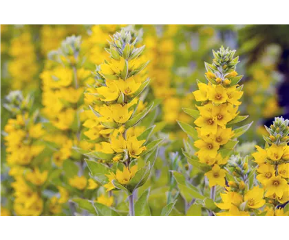 Gewöhnlicher Gilbweiderich - Lysimachia vulgaris Gewöhnlicher Gilbweiderich - Lysimachia vulgaris
