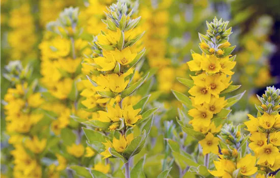 Gewöhnlicher Gilbweiderich - Lysimachia vulgaris