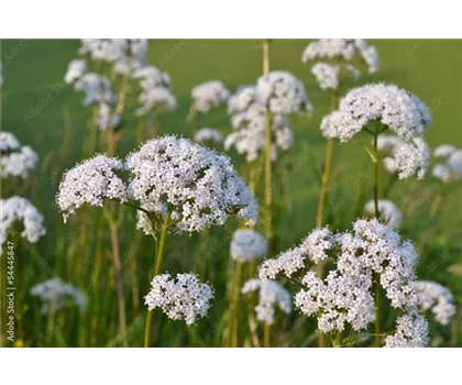 Großer Bibernelle - Pimpinella major Großer Bibernelle - Pimpinella major