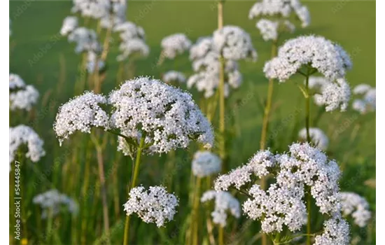Großer Bibernelle - Pimpinella major