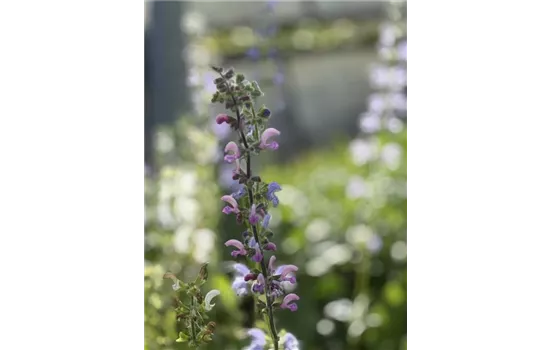Wiesen-Salbei - Salvia pratensis Wiesen-Salbei - Salvia pratensis