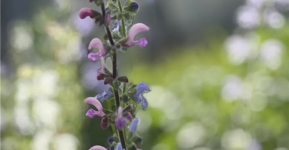 Wiesen-Salbei Salvia pratensis