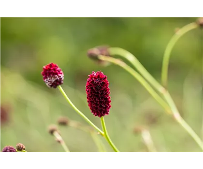 Großer Wiesenknopf - Sanguisorba officinalis Großer Wiesenknopf - Sanguisorba officinalis