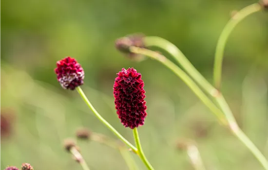 Großer Wiesenknopf - Sanguisorba officinalis Großer Wiesenknopf - Sanguisorba officinalis