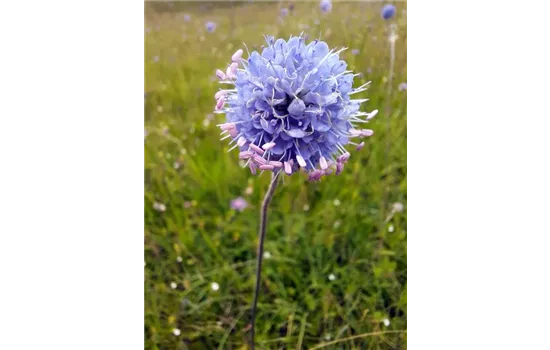 Teufelsabbiss - Succisa pratensis