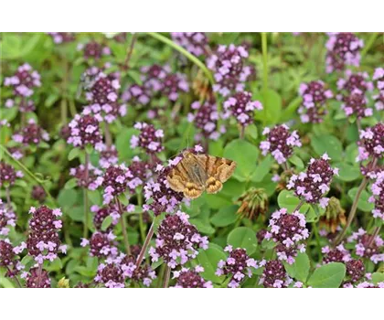 Arznei- oder Feld-Thymian - Thymus pulegioides Arznei- oder Feld-Thymian - Thymus pulegioides