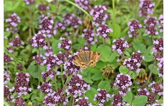 Arznei- oder Feld-Thymian - Thymus pulegioides Arznei- oder Feld-Thymian - Thymus pulegioides