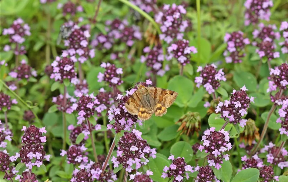 Arznei- oder Feld-Thymian - Thymus pulegioides