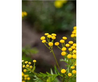Rainfarn - Tanacetum vulgare