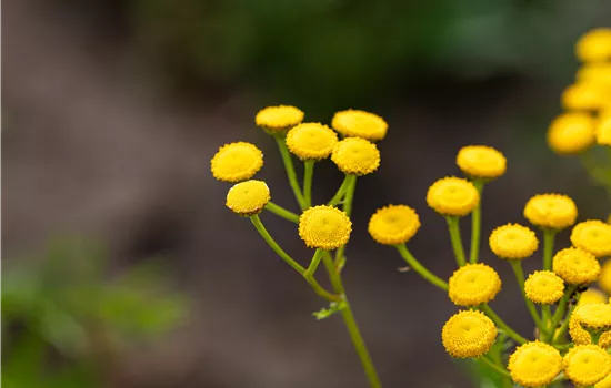 Rainfarn - Tanacetum vulgare