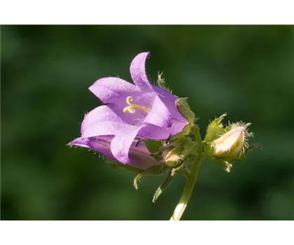 Nesselblättrige Glockenblume - Campanula trachelium Nesselblättrige Glockenblume - Campanula trachelium