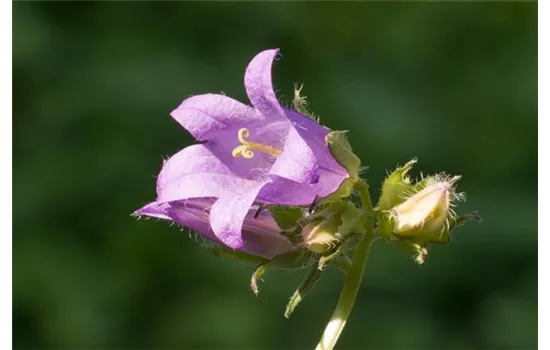 Nesselblättrige Glockenblume - Campanula trachelium Nesselblättrige Glockenblume - Campanula trachelium