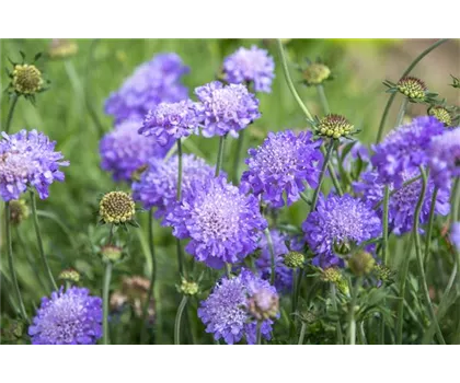 Wiesen- oder Acker-Witwenblume - Knautia arvensis