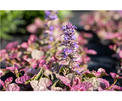Ajuga ‘Burgundy Glow’ – Mehrfarbiger Garten-Günsel im 12 cm Topf  Ajuga ‘Burgundy Glow’ – Mehrfarbiger Garten-Günsel im 12 cm Topf