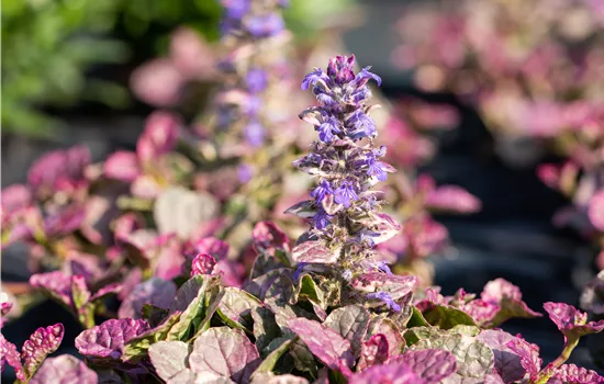 Ajuga ‘Burgundy Glow’ – Mehrfarbiger Garten-Günsel im 12 cm Topf  Ajuga ‘Burgundy Glow’ – Mehrfarbiger Garten-Günsel im 12 cm Topf