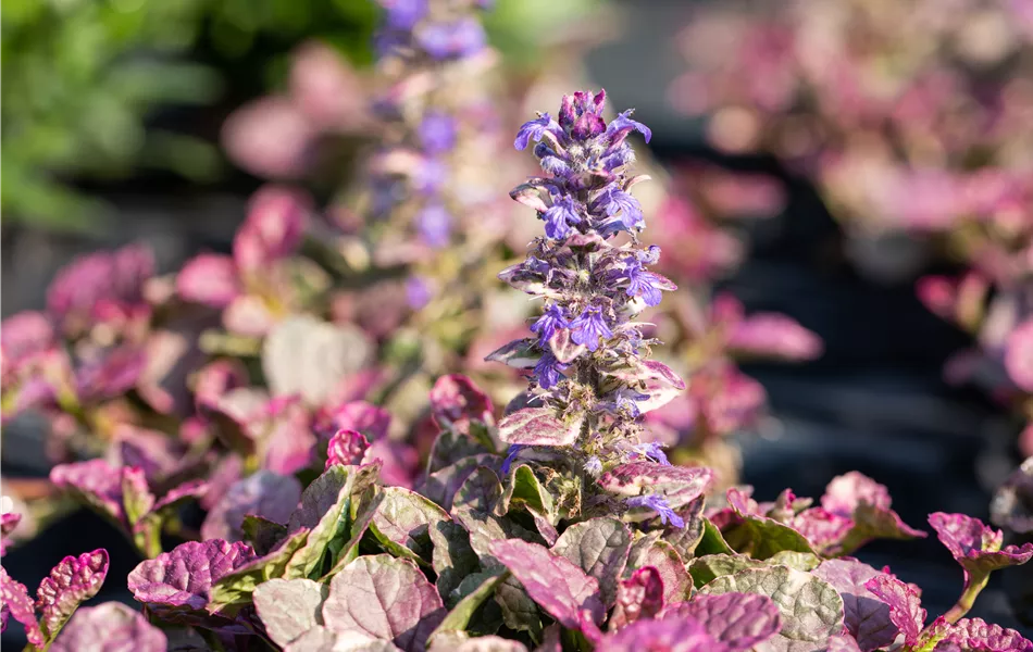 Ajuga ‘Burgundy Glow’ – Mehrfarbiger Garten-Günsel im 12 cm Topf 