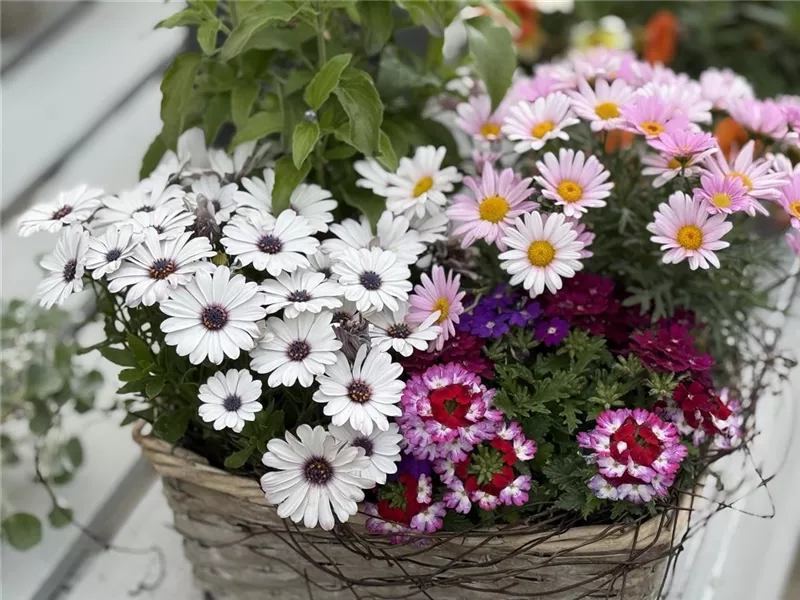 Kurs: Sommerzeit – Blütenzeit, Schalen und Gefäße bepflanzen und dekorieren