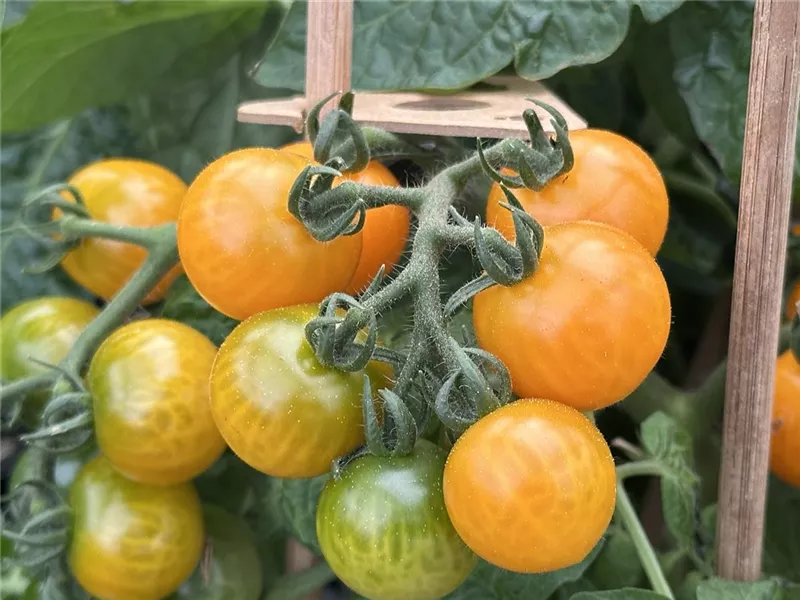 Kurs: Gemüsevielfalt – Sorten, Pflanzung & Pflege