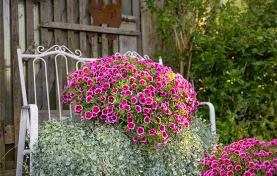 Zauberglöckchen Feenstaub – Bayerische Pflanze des Jahres 2026