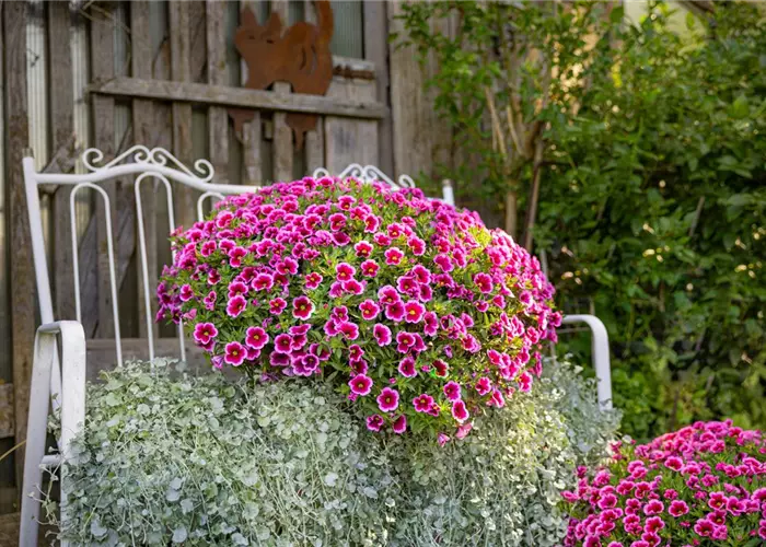 Zauberglöckchen Feenstaub – Bayerische Pflanze des Jahres 2026