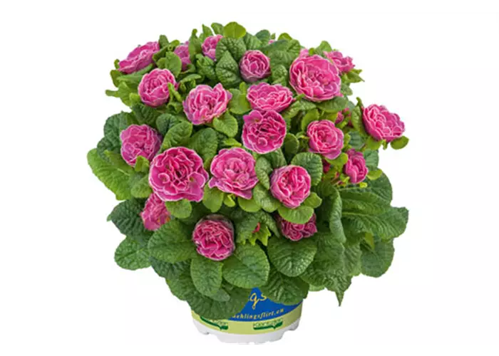 Rosenprimel BELARINA 'Rosalina' Neuheit 2026