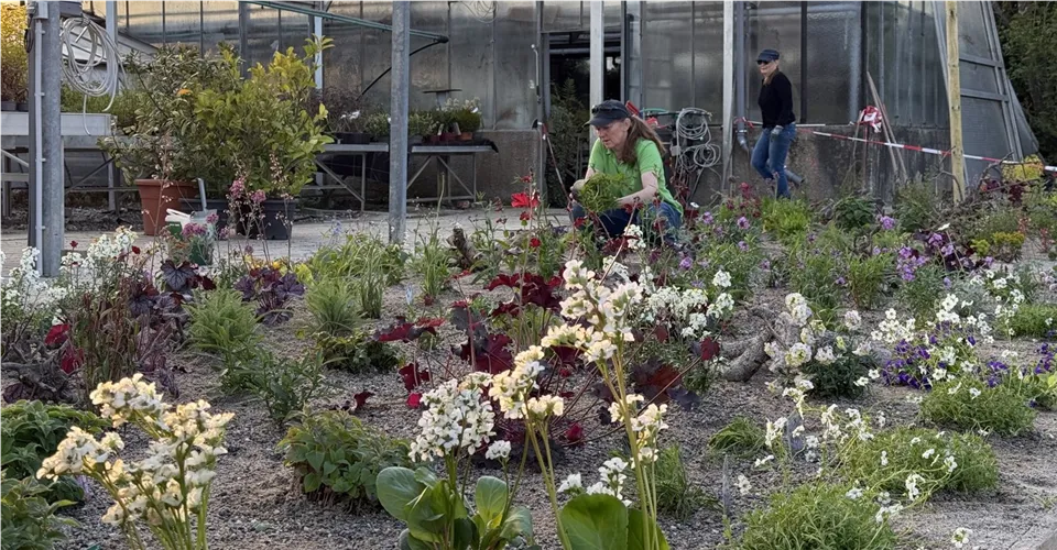 Bergenien und Heuchera im Insektengarten