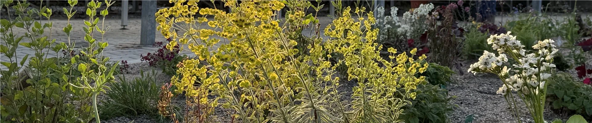 Isabells Insektengarten in der Gärtnerei Blumen Eber