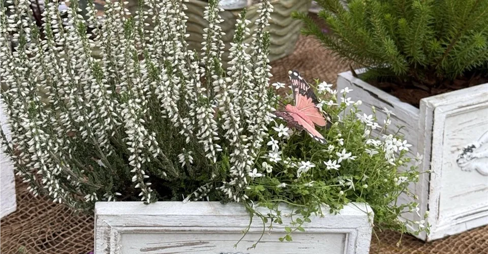 Bepflanzte Gefäße aus der Gärtnerei Blumen Eber