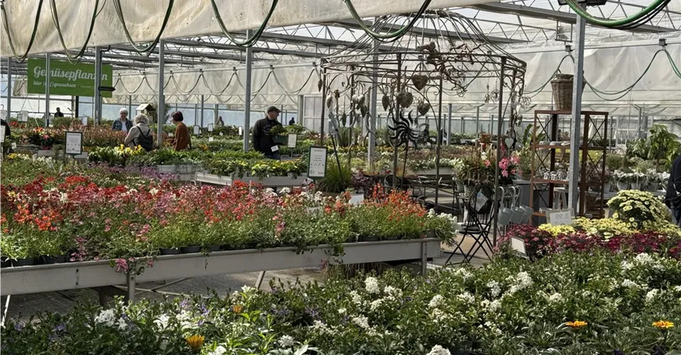 Blütenmeer im Gewächshaus der Gärtnerei Blumen Eber Blütenmeer im Gewächshaus der Gärtnerei Blumen Eber