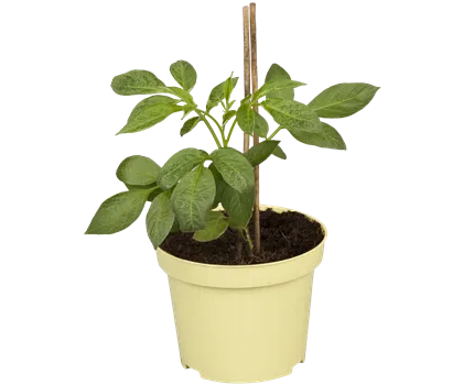 Birnenmelone 'Pepino' im Topf