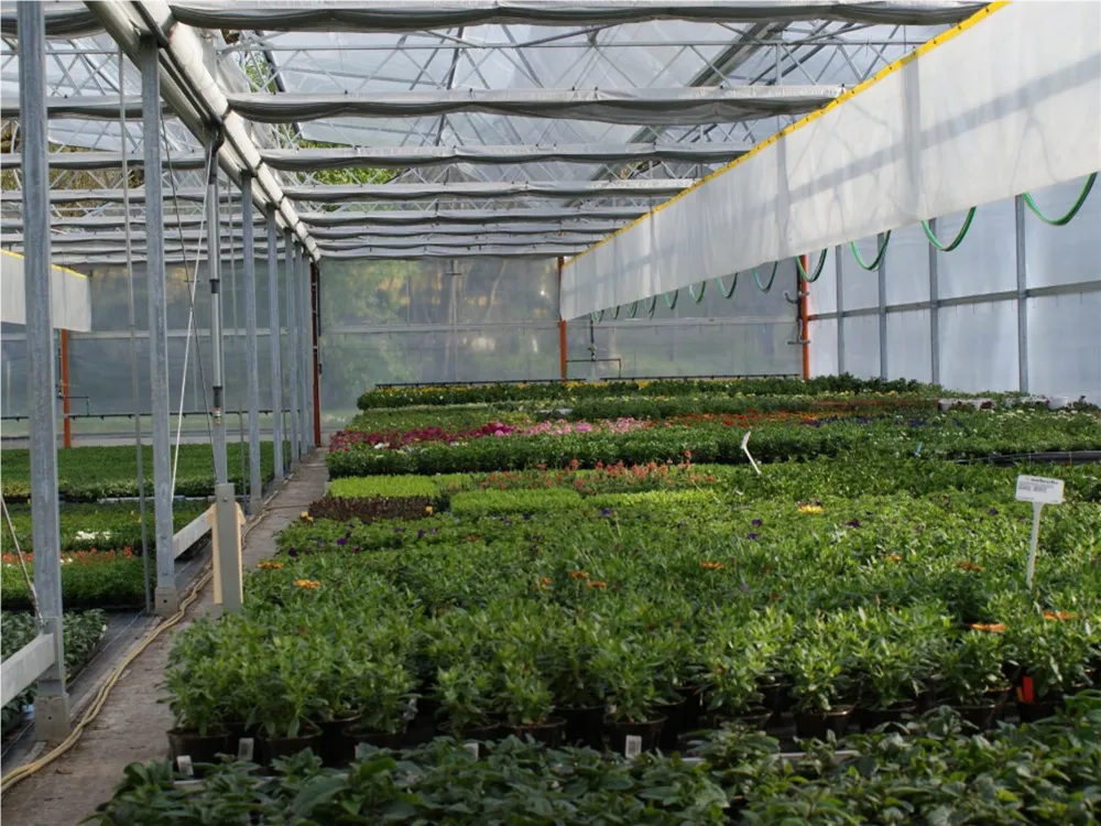 Gewächshaus voller Pflanzen in der Gärtnerei Birkenried