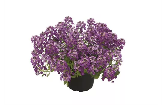 Alyssum, Lobularia maritima 'Princess in Purple' Alyssum, Lobularia maritima 'Princess in Purple'