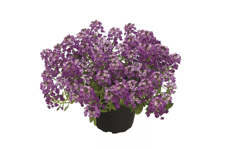 Alyssum, Lobularia maritima 'Princess in Purple'