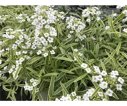 Alyssum, Lobularia maritima 'Primavera Princess' Alyssum, Lobularia maritima 'Primavera Princess'