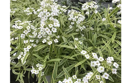 Alyssum, Lobularia maritima 'Primavera Princess'