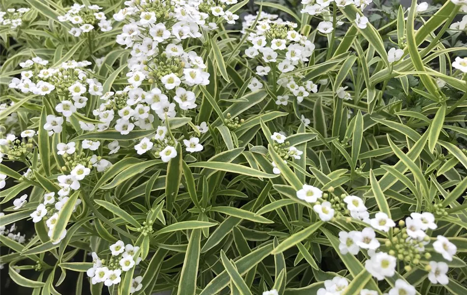 Alyssum, Lobularia maritima 'Primavera Princess'
