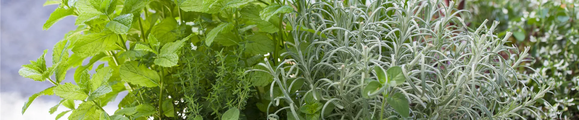 GS428281.jpg GS428281.jpg