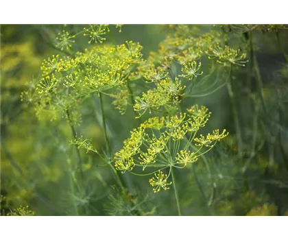 Dill