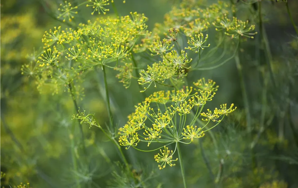 Dill