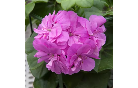 Hängegeranie 'Royal Lilac Blue', lila gefüllt