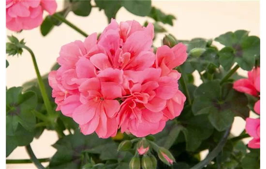 Hängegeranie 'Royal® @Coral', rosa gefüllt