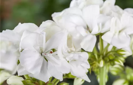 Geranie stehend 'Isabella', weiße Blüte