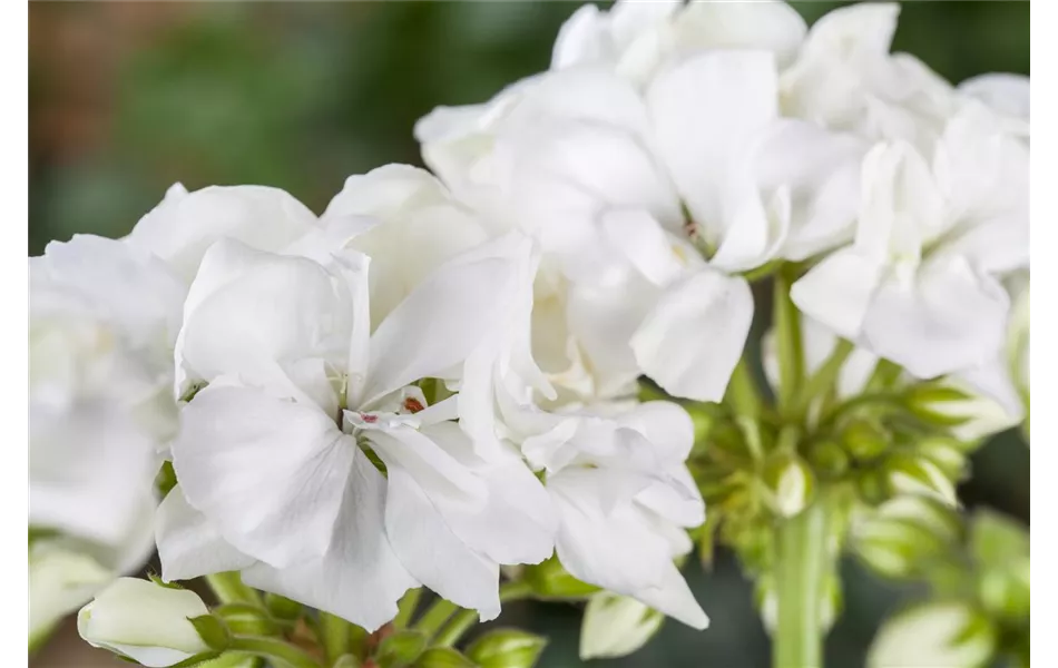 Geranie stehend 'Isabella', weiße Blüte