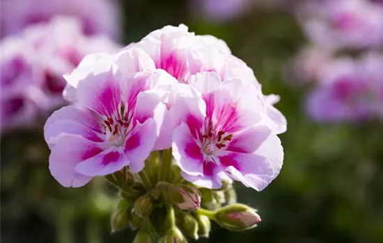 Geranie stehend 'Kristiana', rosa-pinke Blüte