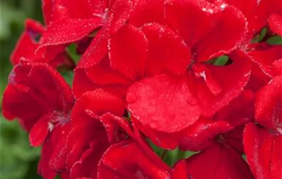 Geranie stehend 'Carlos', rote Blüte